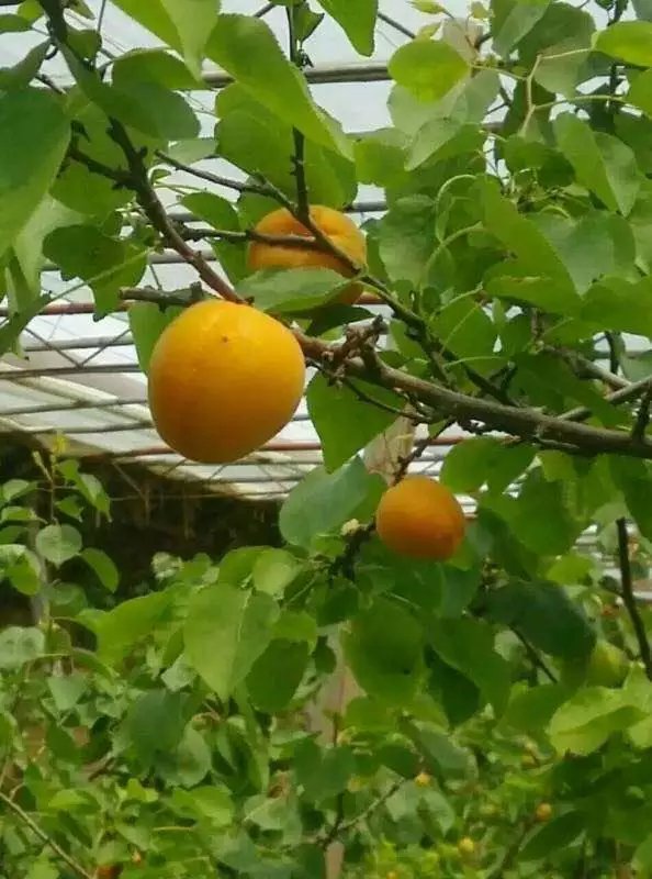 陜西金太陽杏價格_金太陽杏基地價格