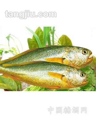 九洋大黃魚(yú)