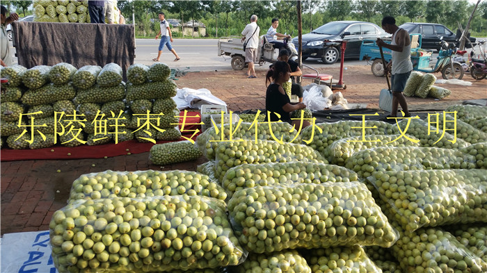 供應山東冬棗產(chǎn)地代辦