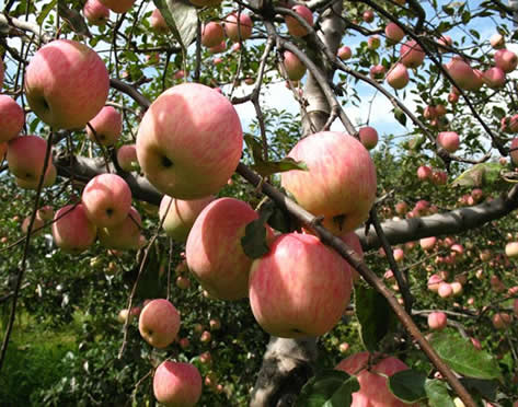 供應陜西紅富士蘋果基地產(chǎn)地價格