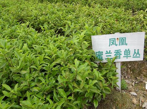 鳳凰單叢茶