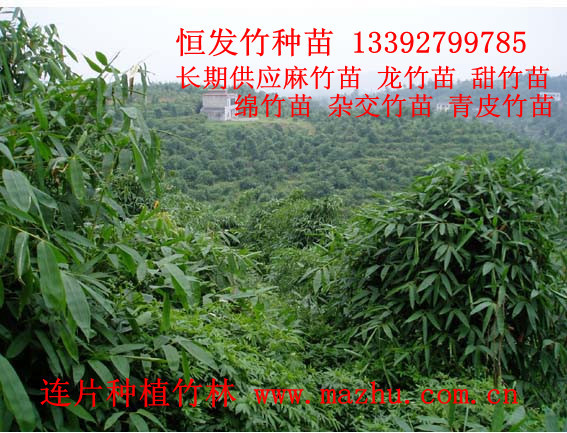 供應(yīng)脫貧種植單竹苗 粉單竹苗 綠竹苗