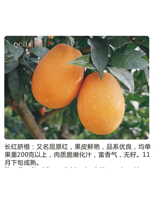 長(zhǎng)虹臍橙