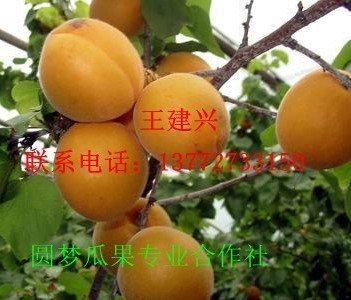 陜西金太陽(yáng)杏 水晶李子 沙紅桃 油蟠桃 產(chǎn)地