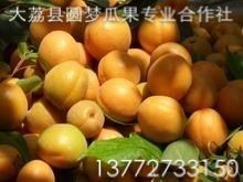 陜西金太陽(yáng)/凱特杏