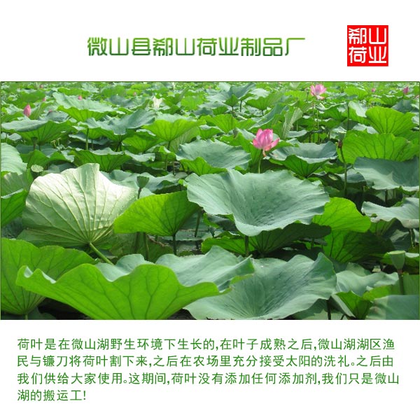 野生荷葉批發(fā)微山湖特產(chǎn)