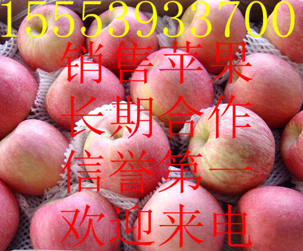 紅富士蘋(píng)果購(gòu)銷(xiāo)產(chǎn)地/紅富士蘋(píng)果產(chǎn)地價(jià)格