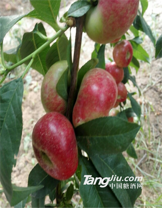 供應(yīng)油蟠桃大荔縣油蟠桃價(jià)格油蟠桃產(chǎn)地