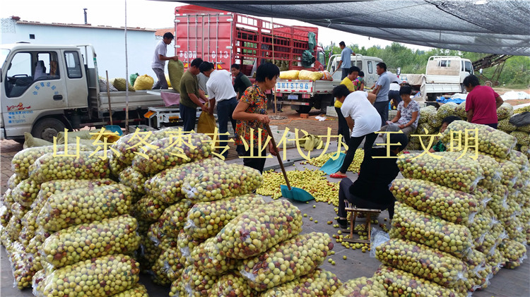 供應(yīng)山東鮮棗專業(yè)產(chǎn)地