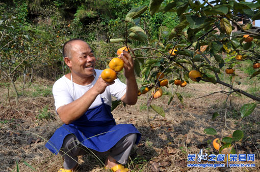 陜西日本甜柿子價格